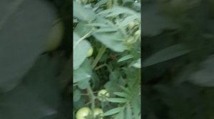 Что в теплице в июле?