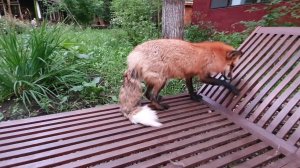 Лиса-Алиса. Вот чем обернулись попытки ворон съесть лисью еду