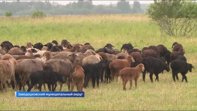 Овцеводство развивают в Заводоуковском округе