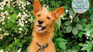 С пополнением нас: Хагрюня 🐶