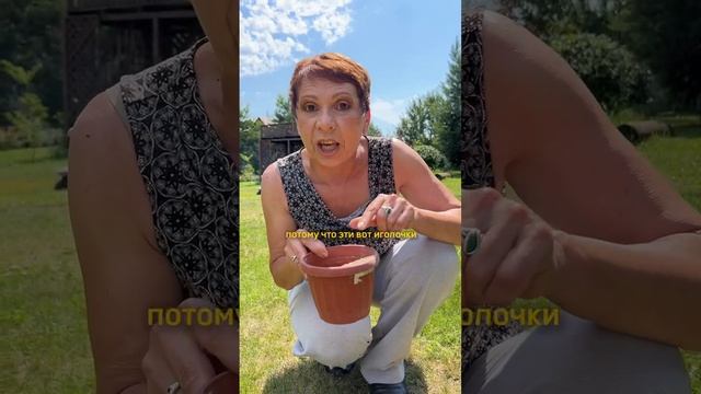 Диатомит против муравьев!