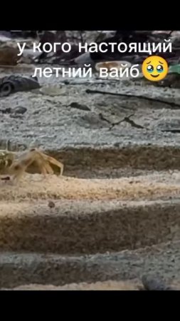 #милскел