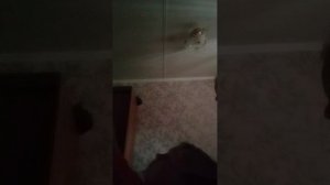 красная дверь жёлтая дверь