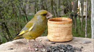 Зеленушки на моей кормушке (24.04.2025 года)