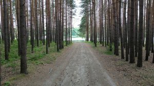 Прогулка по лесу.К базе отдыха "Бодрость"