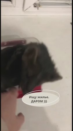 Ищу жилье... Даром )))