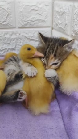 Cats, dogs and ducks / Коты, собаки и утки. Невероятная дружба!