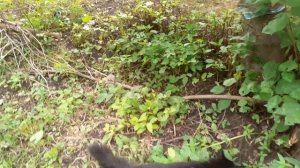 Мишка на тропинке, котик.