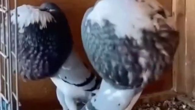 Голубь надувает грудь, чтобы впечатлить самку.