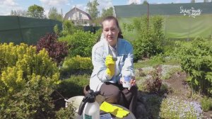 Обработка винограда от грибных заболеваний