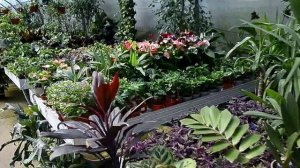 Садовый центер Сочи комнатные растения