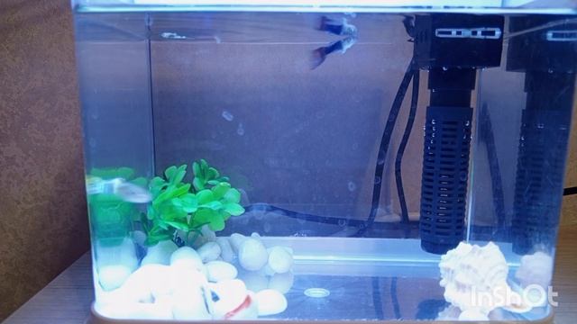 Гуппи смотреть онлайн