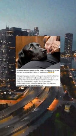 R_69_Хозяин установил камеру, чтобы узнать почему пес по ночам смотрит на него, и был в шоке от увид