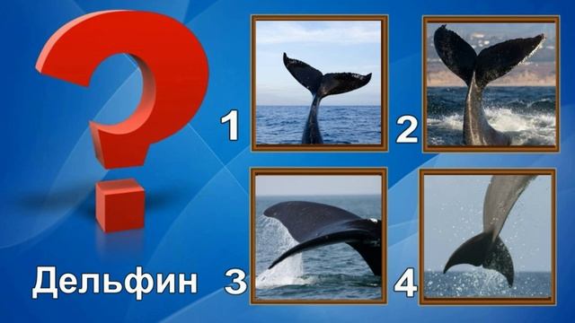 Познавательная игра "Угадай животное по хвосту"