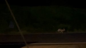 5 дней за полторы минуты: круглосуточный общественный контроль на Крылатских холмах