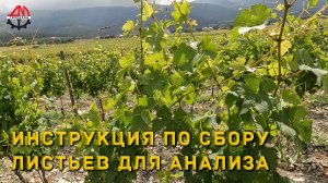 Инструкция по сбору листьев