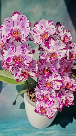 Phal. Magic Art бабочка 🌸 Домашнее цветение голландского фаленопсиса Мэджик Арт