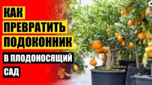 👌 Мини дерево в квартиру 🔴