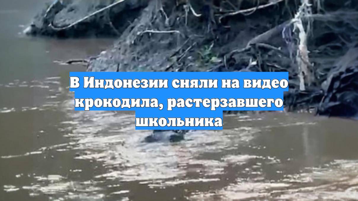 В Индонезии сняли на видео крокодила, растерзавшего школьника