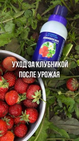 Уход за клубникой после урожая — просто и понятно с АМИНОСИЛ!🍓