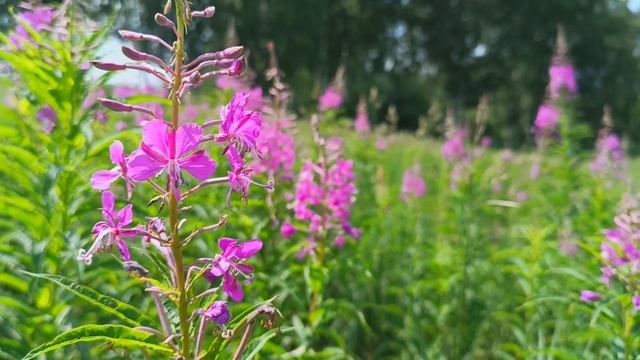 The beauty of summer.