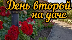 День2. Дачный, ягодный детокс. Обрезала помидоры и огурцы.