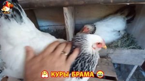 Куры Брама с лохматыми лапами прекрасные несушки (32)