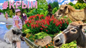 Поездка в Крым #12. г. Белогорск, Живем в Парке Львов -Тайган !  Бизон Фёдор💪🏻👍🏻