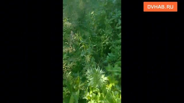 Умирающего от голода пса спас от хозяйки глава поселка и неравнодушные
