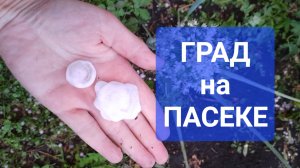 #Пасека Град на пасеке