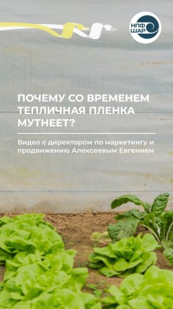 Почему плёнка на теплице мутнеет со временем? 🛠️🌤️