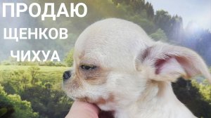 Уважаемые покупатели, начинайте с вопроса "ЦЕНА?", зачем вам ответы о том, что не подходит по ЦЕНЕ.