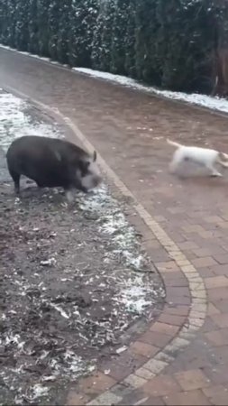 Хорошая команда