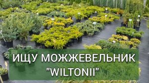 КУПИЛА ЕЩЁ ОДИН МОЖЖЕВЕЛЬНИК "WILTONII"