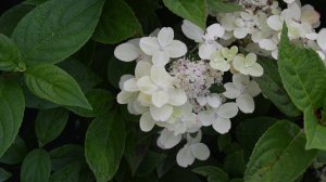 Большая поставка гортензии - июль 2025
