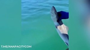Акулу катрана поймали рыбаки в Черном море в Анапе
