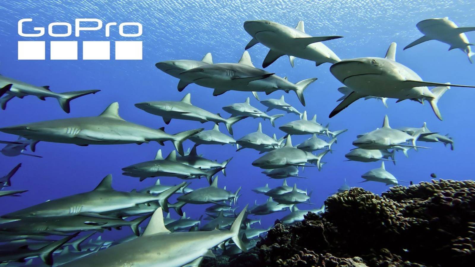 GoPros Most Beautiful Underwater Moments