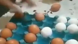 На птицефабрике скучать не приходится