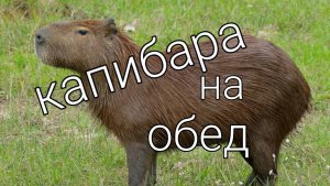 Решили с внуком попробовать капибару... Вкусно!!!