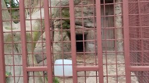 Тигричка Сима разговаривает фыр -фыр.Она тоже радуется, когда приходит Саша.Минск 11 июля.