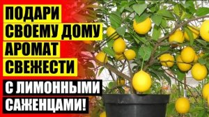 МАНДАРИНОВОЕ ДЕРЕВО ЛИМОННОЕ ДЕРЕВО ⚡ ЛИМОН В ГОРШКЕ