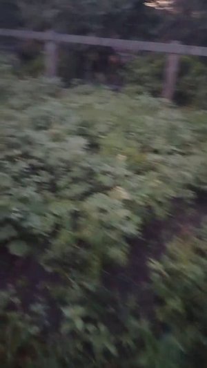 Вишня по цене 0 рублей.mp4