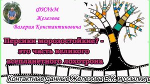Персики морозостойкие - это часть великого всепланетного лохотрона.