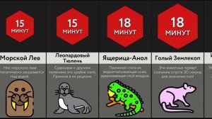 Как Долго ___ Может Не Дышать  (1)