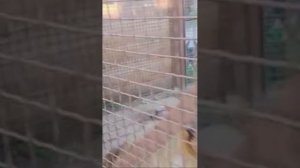 Прогулка с Иваном 13.07.2025 Видео от Ивана