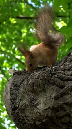 Уникальные растения Лапландского заповедника