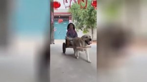 Пес каждый день самостоятельно забирает девочку из школы ☺