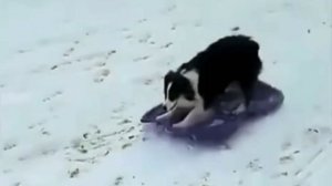 Любишь кататься – люби и саночки возить🛷😂