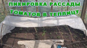 Выращивание томатов. Пикировка рассады помидор в теплицу, без стаканчиков. Как рассадить рассаду?