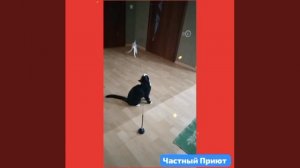 #сезонконтетаRUTUBE

Надо ли спасать бездомных ЖИВОТНЫХ  и делать их счастливыми? НАШ ОТВЕТ:НАДО!!!